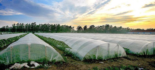 沒出倉庫就發(fā)黃，塑料吹膜如何選擇熒光增白劑？