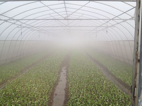 大棚膜防霧劑有什么作用？